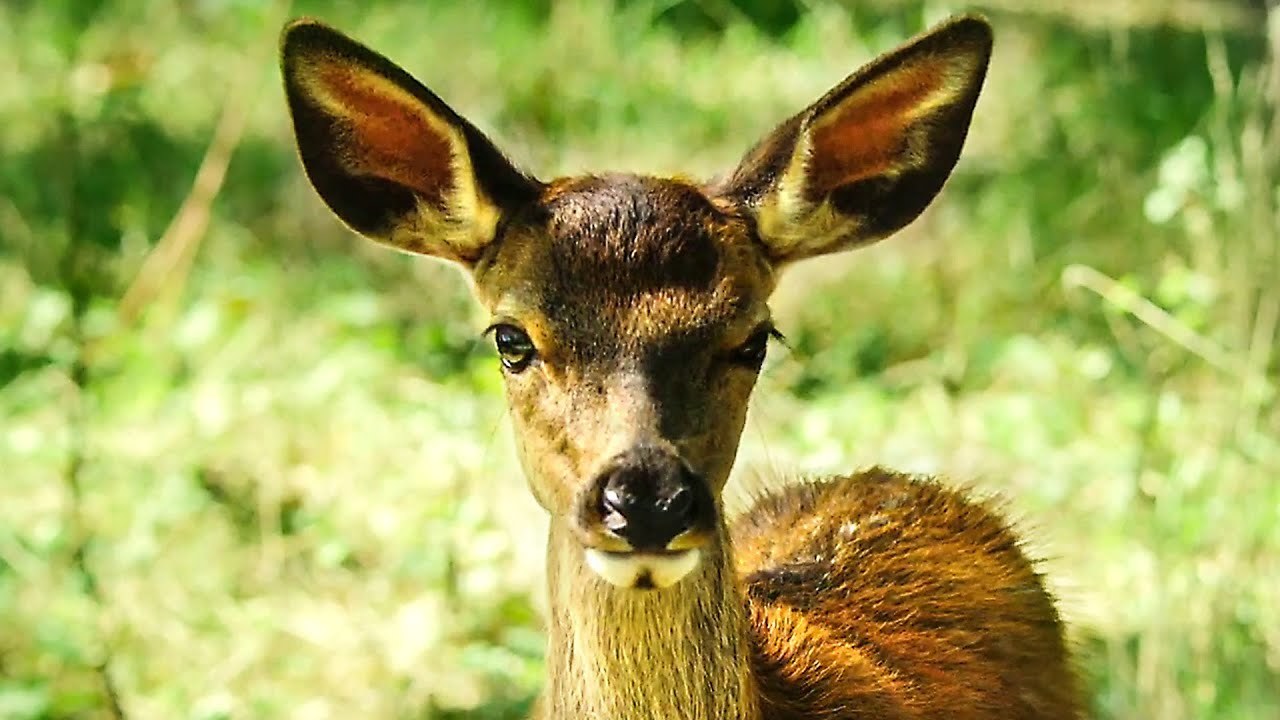 Bambi, l'histoire d'une vie dans les bois | Kids Cinéma