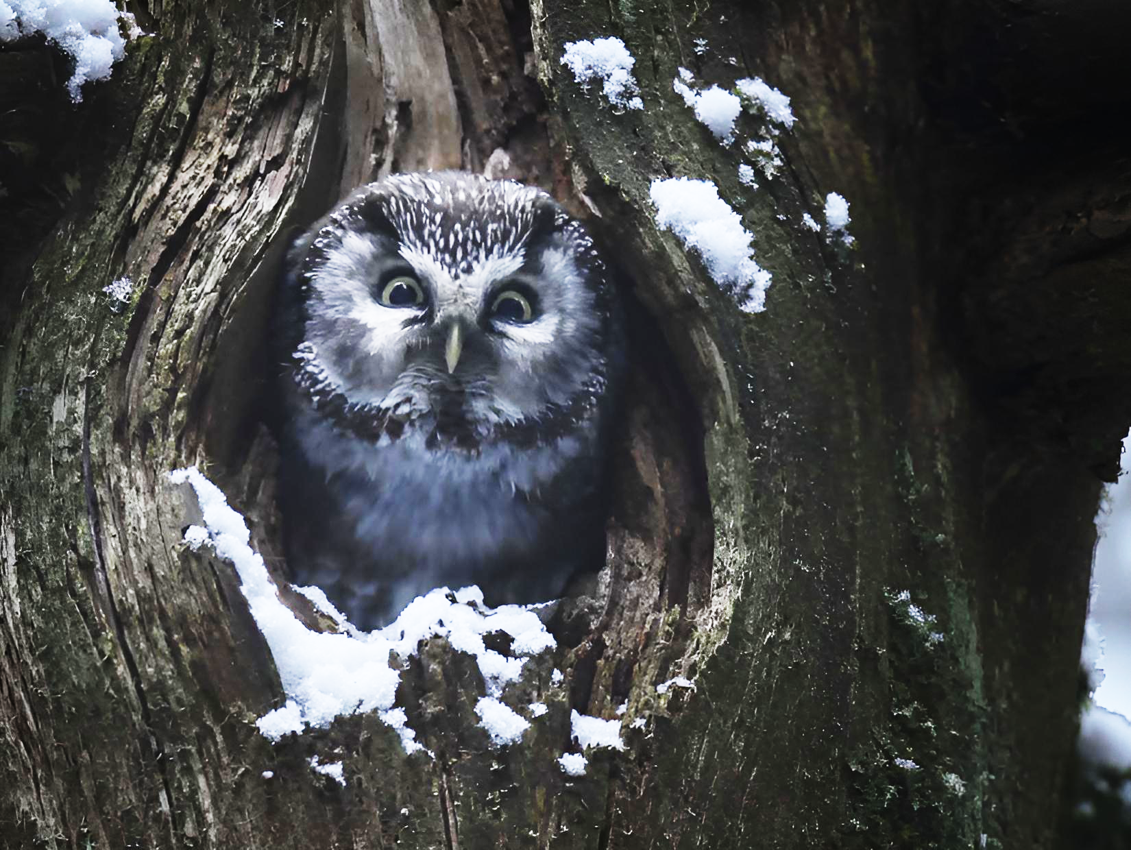 Le chant des forêts | Jeune public Cinéma