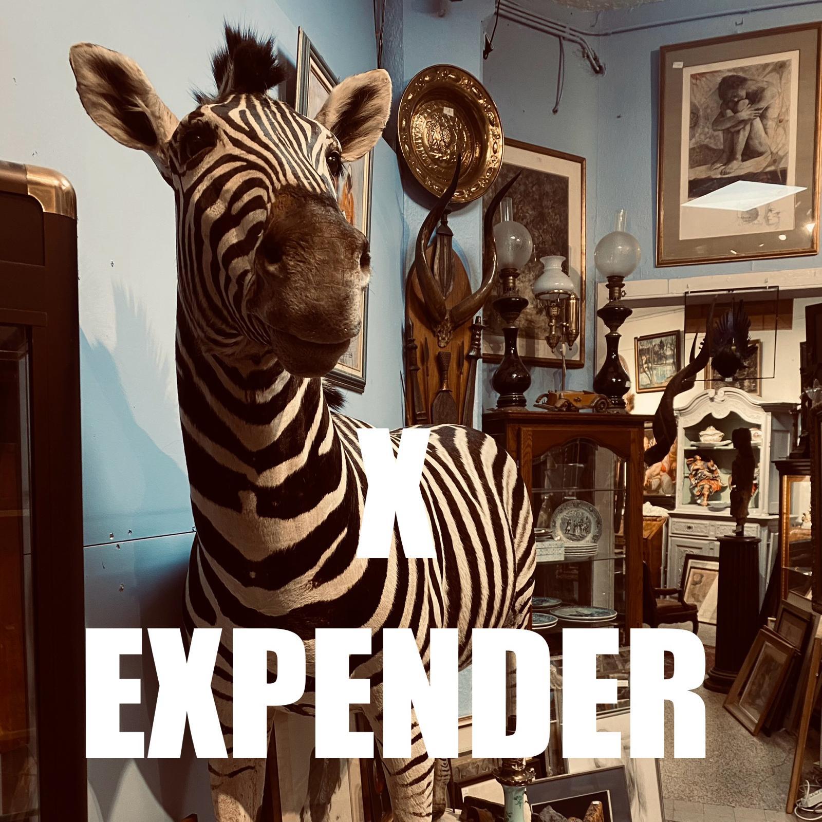 X EXPENDER |  Concerts