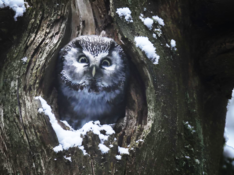 Le chant des forêts | Jeune public Cinéma
