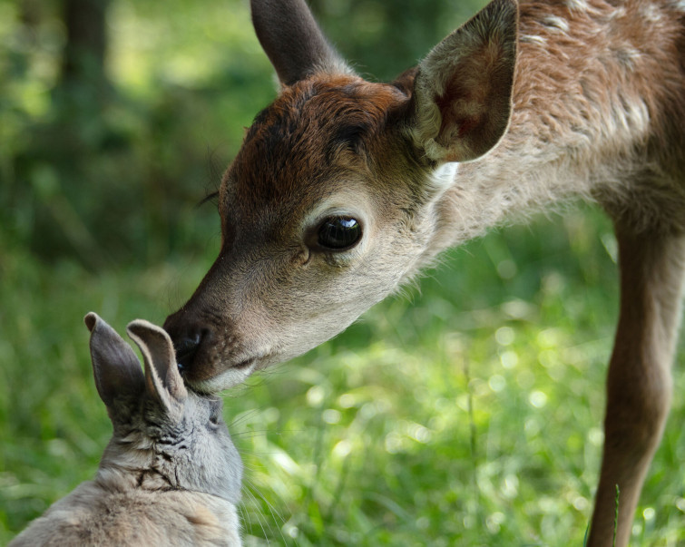 Bambi, l'histoire d'une vie dans les bois | Kids Cinéma